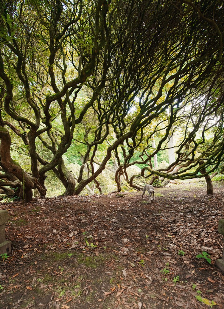 WAI Park / Rhododendren (WAI ©️ Kai-Uwe Gundlach)