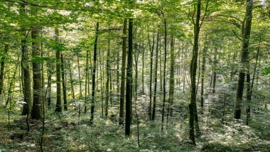 Reinigung mit Wasser – so hilft Geberit AquaClean Holz zu sparen