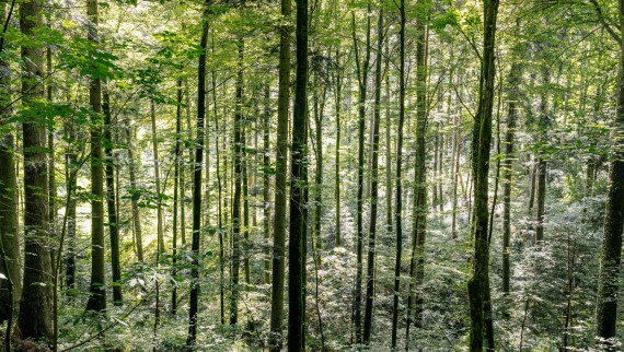 Reinigung mit Wasser – so hilft Geberit AquaClean Holz zu sparen