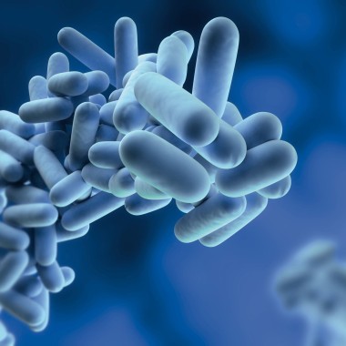 Legionella pneumophila