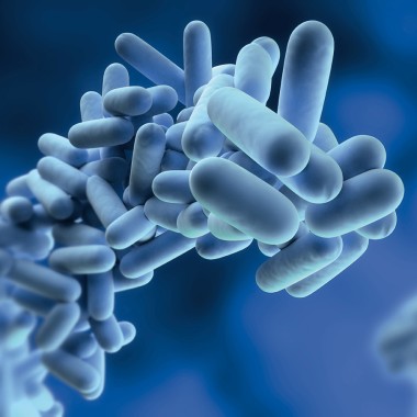 Legionella pneumophila